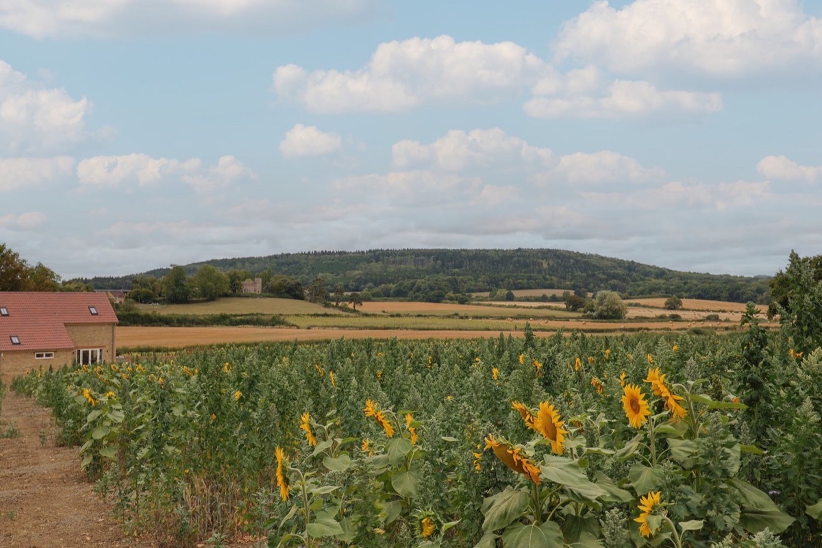 The Fox Den sunflower field with house and rolling hills
